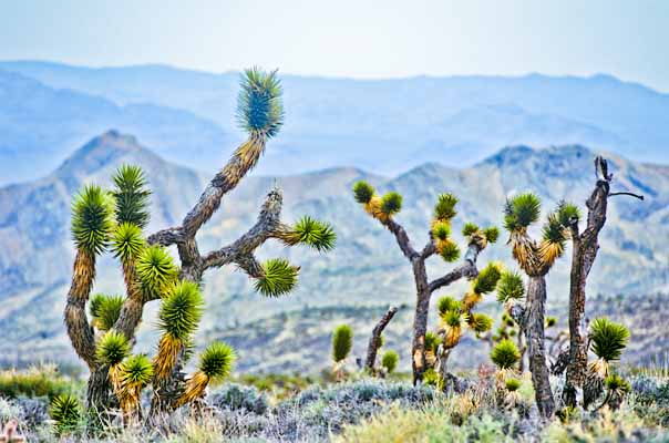 cactuses, desert, nevada, Life in the Desert